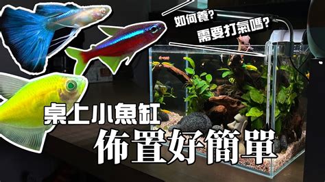 怎麼養魚|新手養魚入門！養魚缸佈置、養魚設備，懶人養魚法馬。